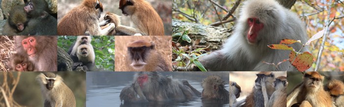 Campos lab monkey foraging howler