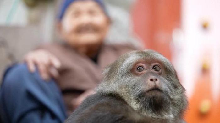 Monyet Pakai Jas Hujan: Sebuah Fenomena yang Menarik Perhatian Dunia