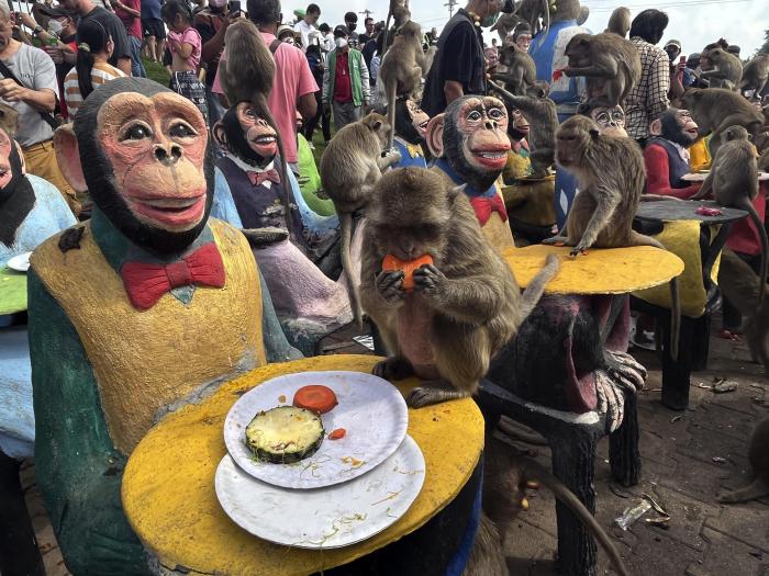 Coconut monkeys thailand monkey coconuts demand picking animal pick farmers slaves making our cruelty inhabitat