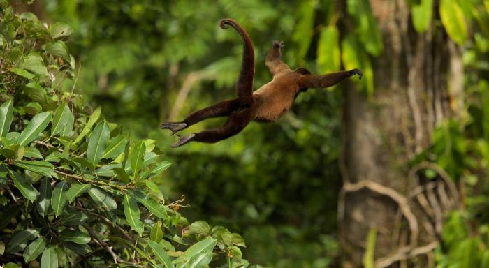 Geographic national winners contest photography rain animal nature prize photographs wildlife andrew monkey winning winner orangutan awards world competition year