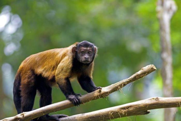 Peran Manusia Dalam Fenomena Monyet Berjas Hujan