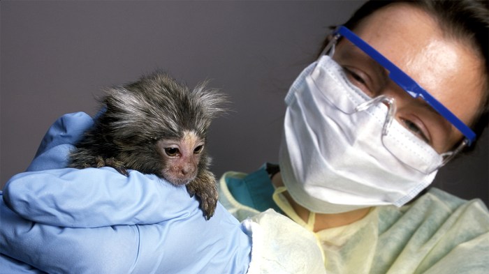 Monyet Pakai Jas Hujan: Peluang Penelitian Baru di Bidang Primatologi