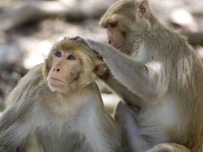 Monyet Pakai Jas Hujan: Peluang Penelitian Baru di Bidang Primatologi