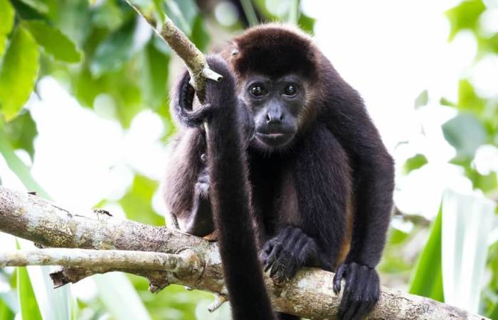 Cara Mengamati Monyet Berjas Hujan dengan Aman dan Bertanggung Jawab