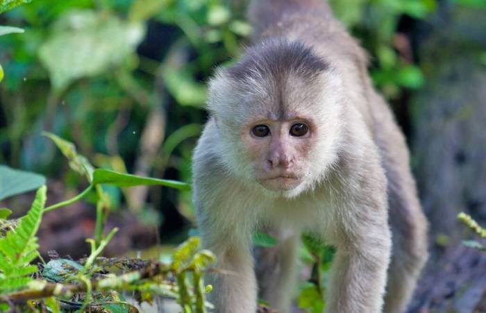 Cara Mengamati Monyet Berjas Hujan dengan Aman dan Bertanggung Jawab