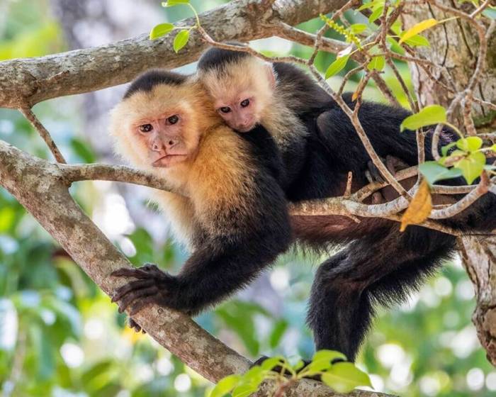 Fenomena Monyet Berjas Hujan: Pandangan dari Perspektif Ekologi