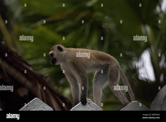 Monyet Berjas Hujan Sebuah Cerita Yang Menarik Perhatian Anak-Anak