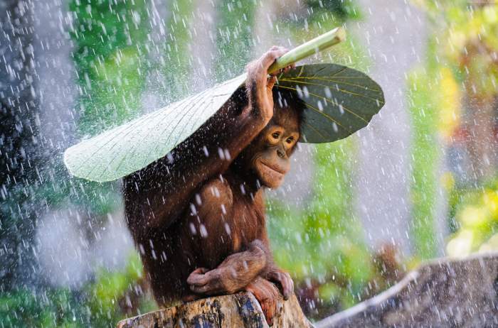 Monyet Berjas Hujan Mencari Arti Dan Makna Di Balik Foto-Foto Viral